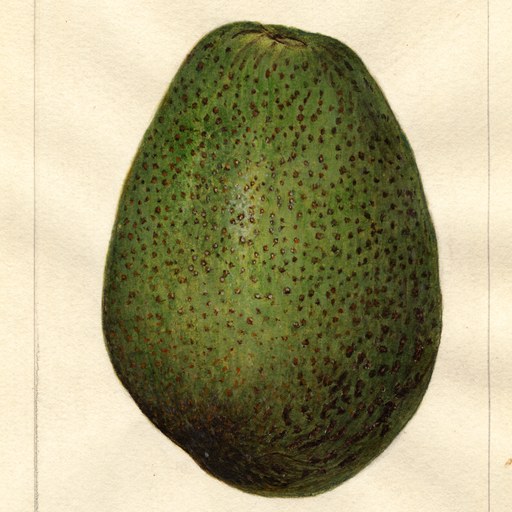 Avocado