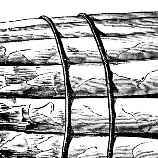 Asparagus