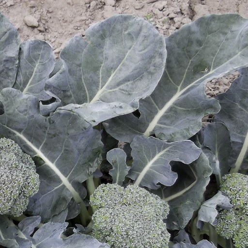 Broccoli