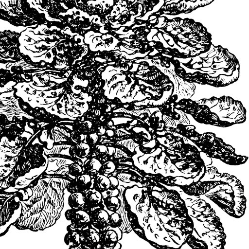 Brussels sprout